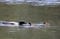 Silhouette Common Loon pair with fresh catch for baby Royalty Free Stock Photo