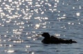 Silhouette Common Loon pair with two new babies