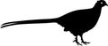 Silhouette of Common Pheasant