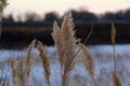 Silhouette common reed taken at sunset with