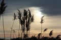 Silhouette common reed taken at sunset with