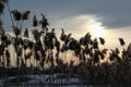 Silhouette common reed taken at sunset with