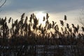 Silhouette common reed taken at sunset with