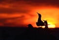 Silhouette of Common Terns on red sunset Royalty Free Stock Photo