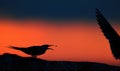 Silhouette of Common Terns on red sunset Sunset Sky. The Common Tern (Sterna hirundo). in flight on the sunset grass background Royalty Free Stock Photo