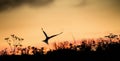 Silhouette of Common Terns on red sunset Sunset Sky. The Common Tern (Sterna hirundo). in flight on the sunset grass background. S Royalty Free Stock Photo