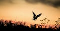Silhouette of Common Terns on red sunset Sunset Sky. The Common Tern (Sterna hirundo). in flight on the sunset grass background. S Royalty Free Stock Photo