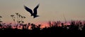 Silhouette of Common Terns on red sunset Sunset Sky. Royalty Free Stock Photo