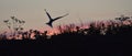 Silhouette of Common Terns on red sunset Sunset Sky. Royalty Free Stock Photo