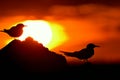 Silhouette of Common Terns (sterna hirundo) on red sunset background Royalty Free Stock Photo