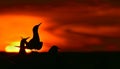 Silhouette of Common Terns (sterna hirundo) on red sunset background Royalty Free Stock Photo