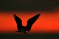 Silhouette of Common Terns (sterna hirundo) on red sunset background Royalty Free Stock Photo