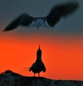 Silhouette of Common Terns (sterna hirundo) on red sunset background Royalty Free Stock Photo