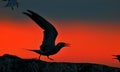 Silhouette of Common Terns (sterna hirundo) on red sunset background Royalty Free Stock Photo