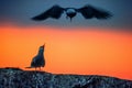 Silhouette of Common Terns (Sterna Hirundo) on red sunset . Royalty Free Stock Photo