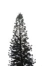Silhouette of coniferous tree Royalty Free Stock Photo