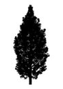 Silhouette of coniferous tree