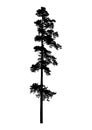 Silhouette of coniferous tree Royalty Free Stock Photo