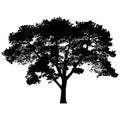 Silhouette of coniferous tree Royalty Free Stock Photo