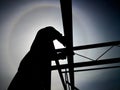 Silhouette of a construction worker working under hot sun Royalty Free Stock Photo