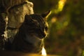 Silhouette contour portrait of a cat in the shadow of the forest