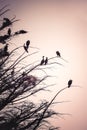 Silhouette of Cormorant birds
