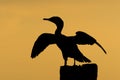 Silhouette of the cormorant Royalty Free Stock Photo