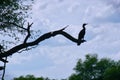 Silhouette of a cormorant in the Keoladeo Ghana National Park in Rajasthan, India