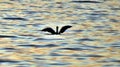 The silhouette of a cormorant spreading its wings in the sea