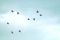 Flock of cormorants flying in a cloudy sky. Royalty Free Stock Photo