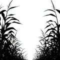 Silhouette of a corn field in black and white, isolated on a white background. Royalty Free Stock Photo