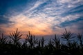 Silhouette of corn field in bloom against blue cloudy sky with orange light during sunset. Royalty Free Stock Photo