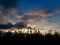 Silhouette Corn tree with cloudy in sunset time