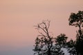 Silhouette of corvid birds roosting in trees at dusk