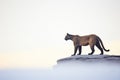 silhouette of a cougar on a rock, watching a distant herd