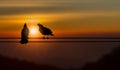 Silhouette of couple of bird sitting on electricity cable on blurred golden sunset background Royalty Free Stock Photo