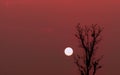 Silhouette couple birds on top of leafless tree and red sunset sky with copy space. Romantic scene of big sun, and red sky at