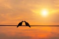 Silhouette of couple birds on wire blurred sunset background, Birds in love