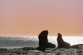 Silhouette of a couple formed by an adult male and female of South American sea lion also called southern sea lion and fur seal Royalty Free Stock Photo