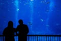Silhouette couple in front of an aquarium