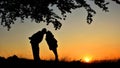 Silhouette couple kissing under a tree in sunset Royalty Free Stock Photo