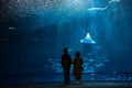 silhouette couple look at fish in aquarium Royalty Free Stock Photo