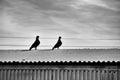 Couple of pigeons on a roof