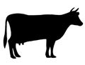 Silhouette of a cow. Cattle. Circuit. Farm. Bull. Black and white drawing by hand. Royalty Free Stock Photo