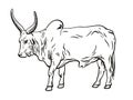 Silhouette of cow drawn by hand. livestock. cattle. animal grazing Royalty Free Stock Photo