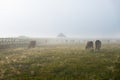 Silhouette of cow graze on a farmland