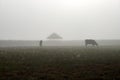 Silhouette of cow graze on a farmland