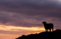 Silhouette of cow in the sunset, Azores travel destination, happy