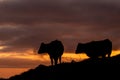Silhouette of cow in the sunset, Azores travel destination, happy