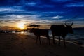 Silhouette of Cows Royalty Free Stock Photo